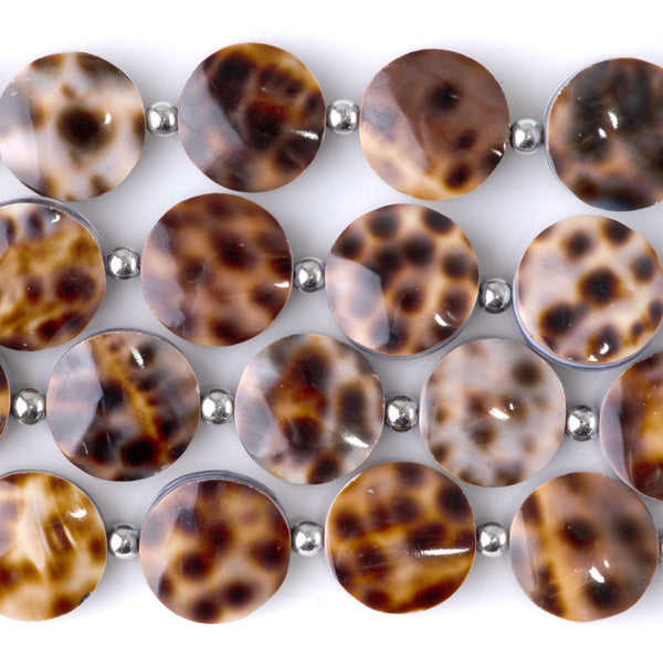 Tiger Cowrie Shell 16mm Coin - 15-16 Inch