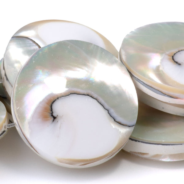 Chambered Nautilus Tiger's Eye Shell 25mm Coin - 10 Inch