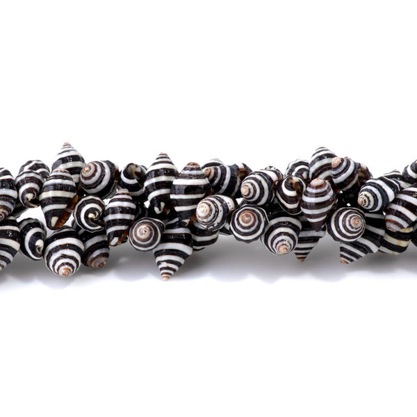 Spiral Striped Shell 6-14mm Shell - Limited Editions