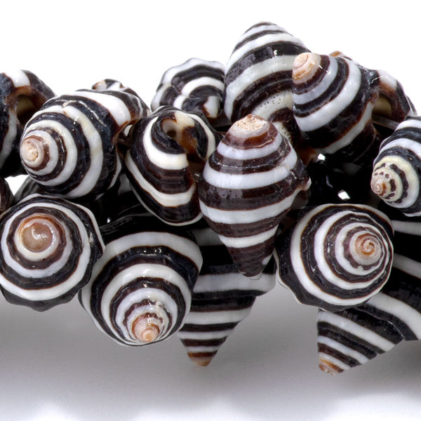 Spiral Striped Shell 6-14mm Shell - Limited Editions